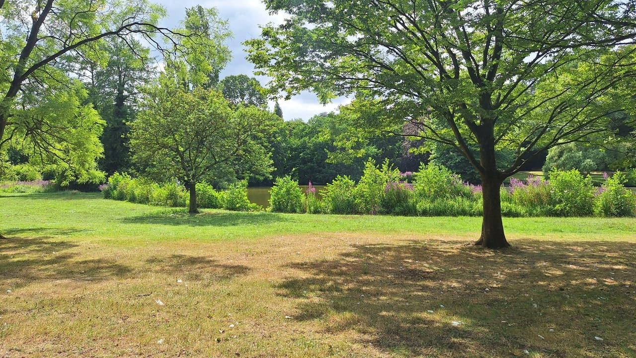 Een open grasveld in een stadspark, met een grote boom en struiken langs de rand.