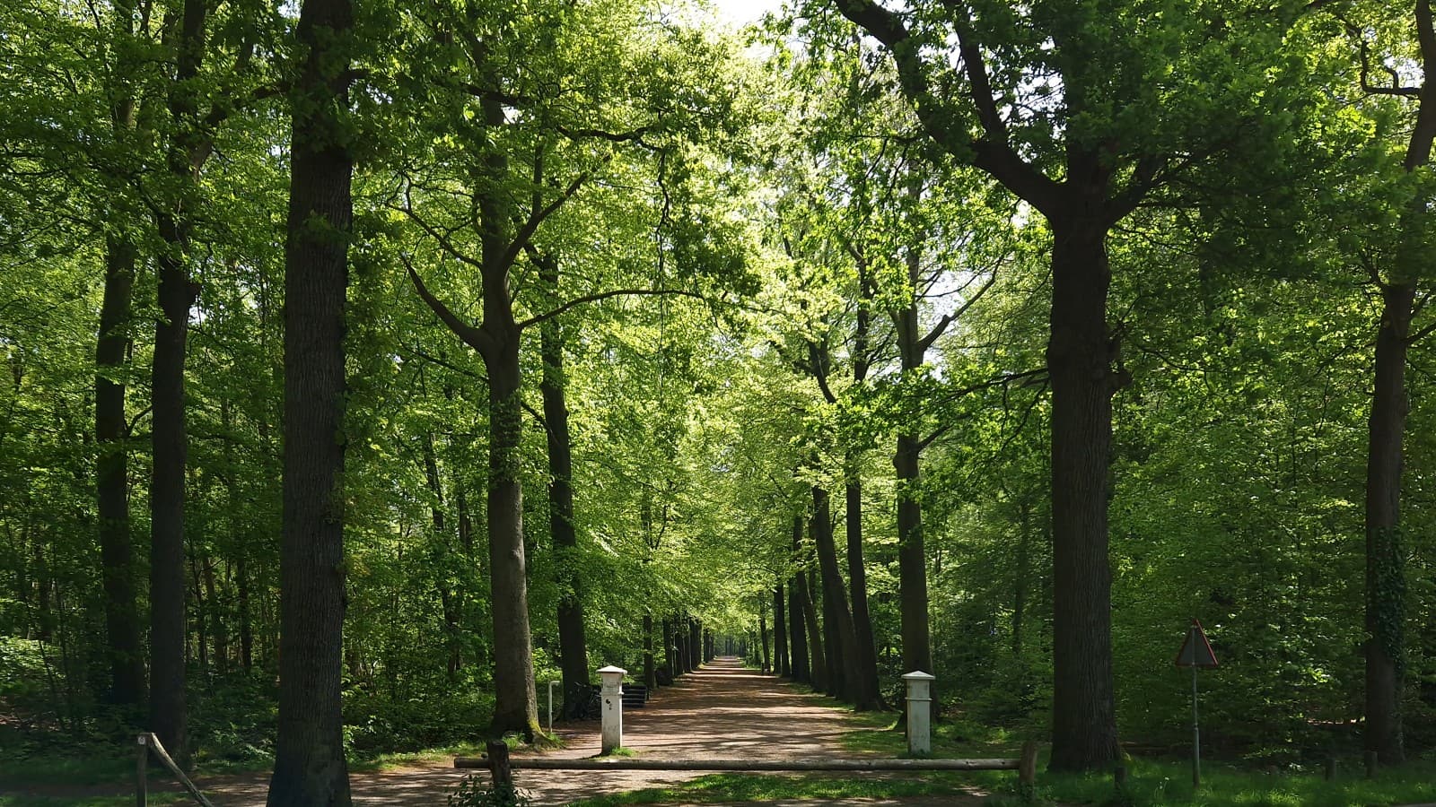 Een lange laan met hoge bomen in het Mastbos bij Breda.